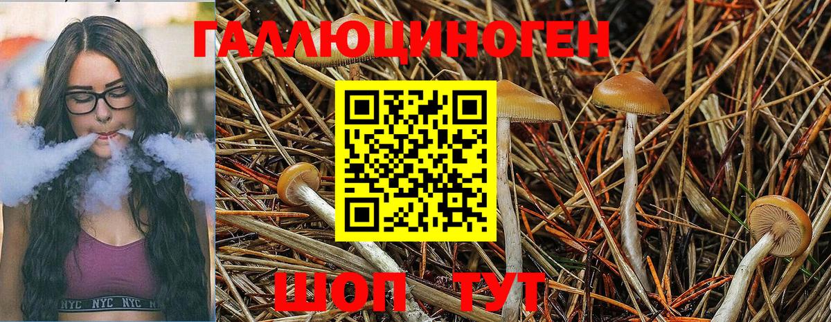 Псилоцибиновые грибы GOLDEN TEACHER Ессентуки